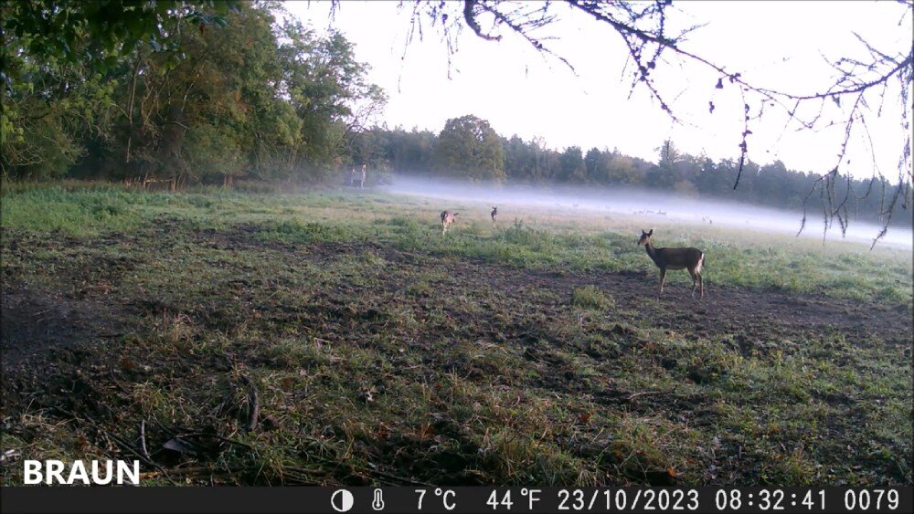 Fotopułapka BRAUN Scouting Cam Black 200A Mini obraz jakość nagrywanie rozdzielczość tryb nocny